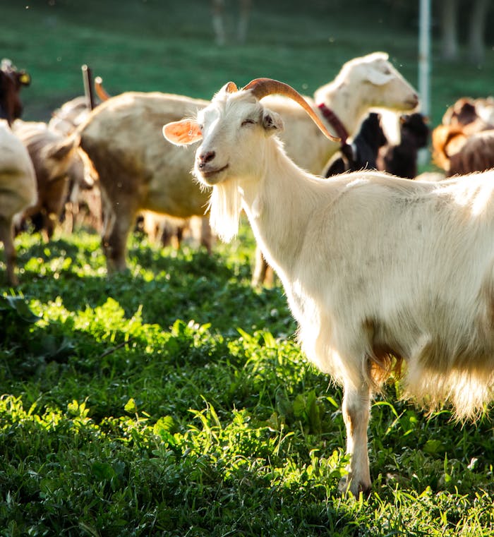 About A serene white goat grazes in a lush green pasture under the warm sunlight, surrounded by fellow goats.